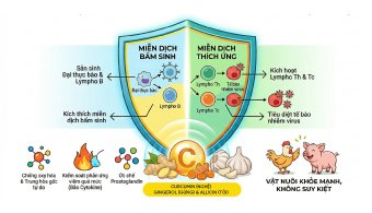 Giải pháp hỗ trợ
kiểm soát virus nội bào
SYNBIOTIC 250